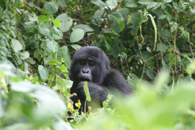 10 Days Uganda Wildlife and Gorilla Safari