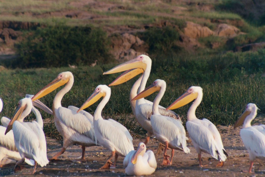 15 days Uganda Birding Safari 1