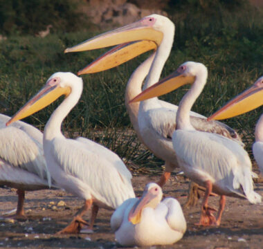 Uganda Birding Trips Uganda Birding Trips