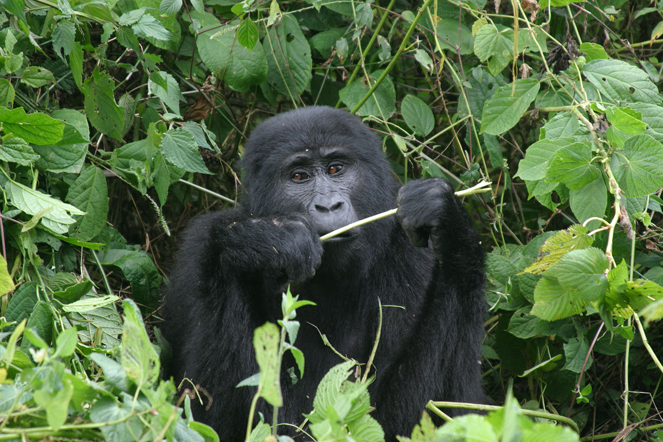 Gorillas in the Mist Safaris 1