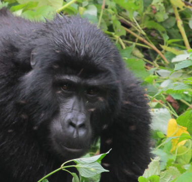 Uganda Gorilla Safaris Uganda Gorilla Safaris