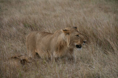 safari to kidepo national park