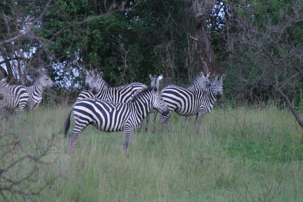 safari to lake mburo national park