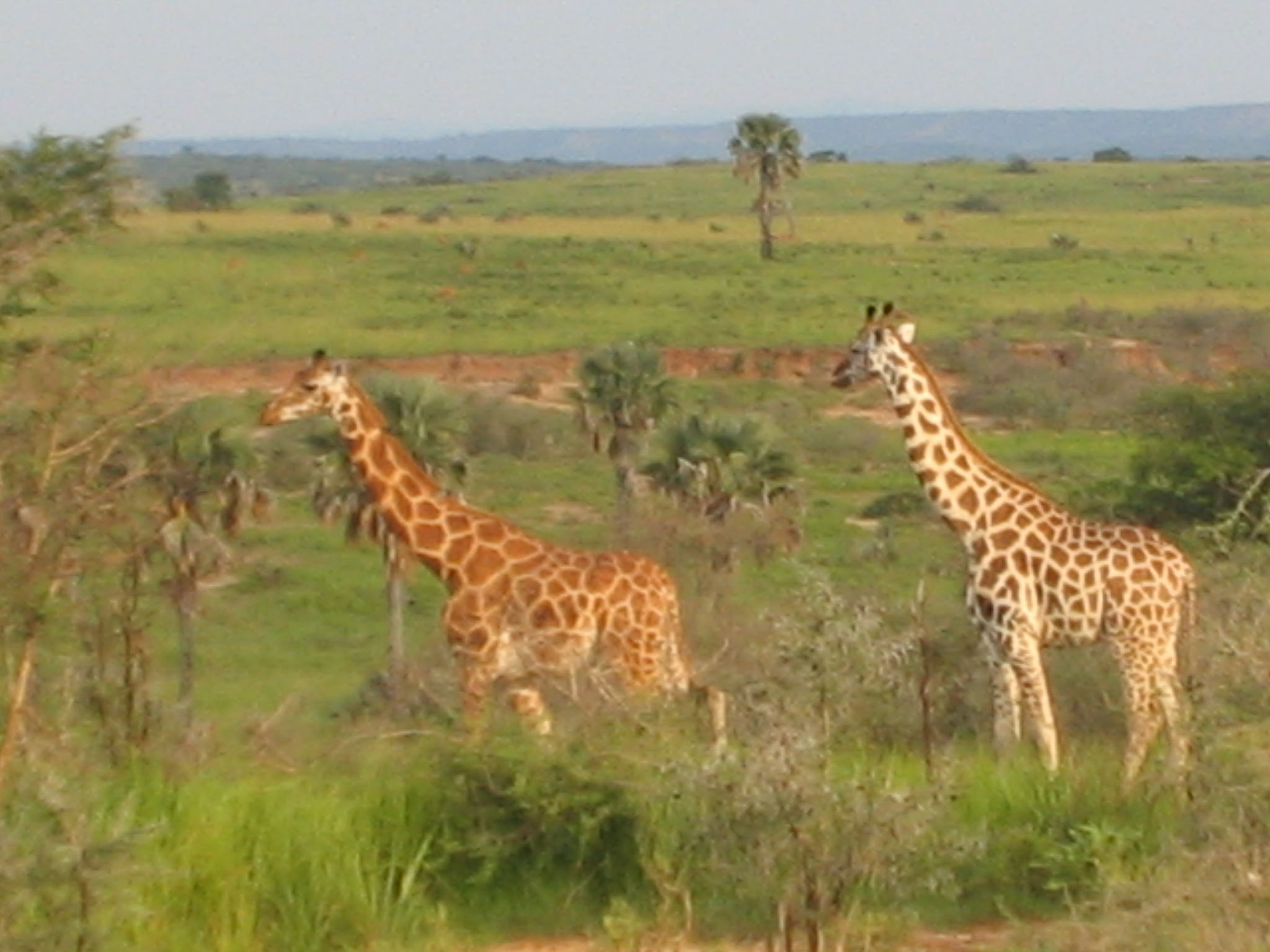 Safari to Murchison Falls National Park