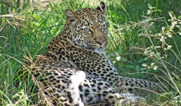 The Pearl of Africa Tours – 8 Days 3