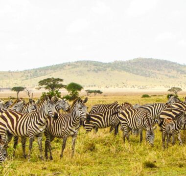 Tanzania Safaris Tanzania Safaris