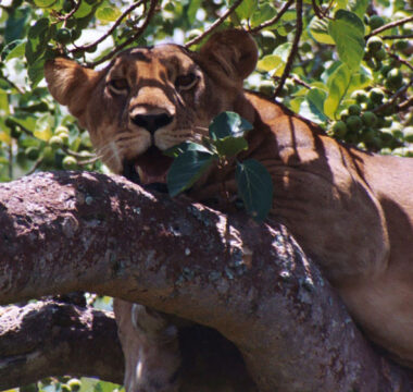 Uganda Wildlife Tours Uganda Wildlife Tours