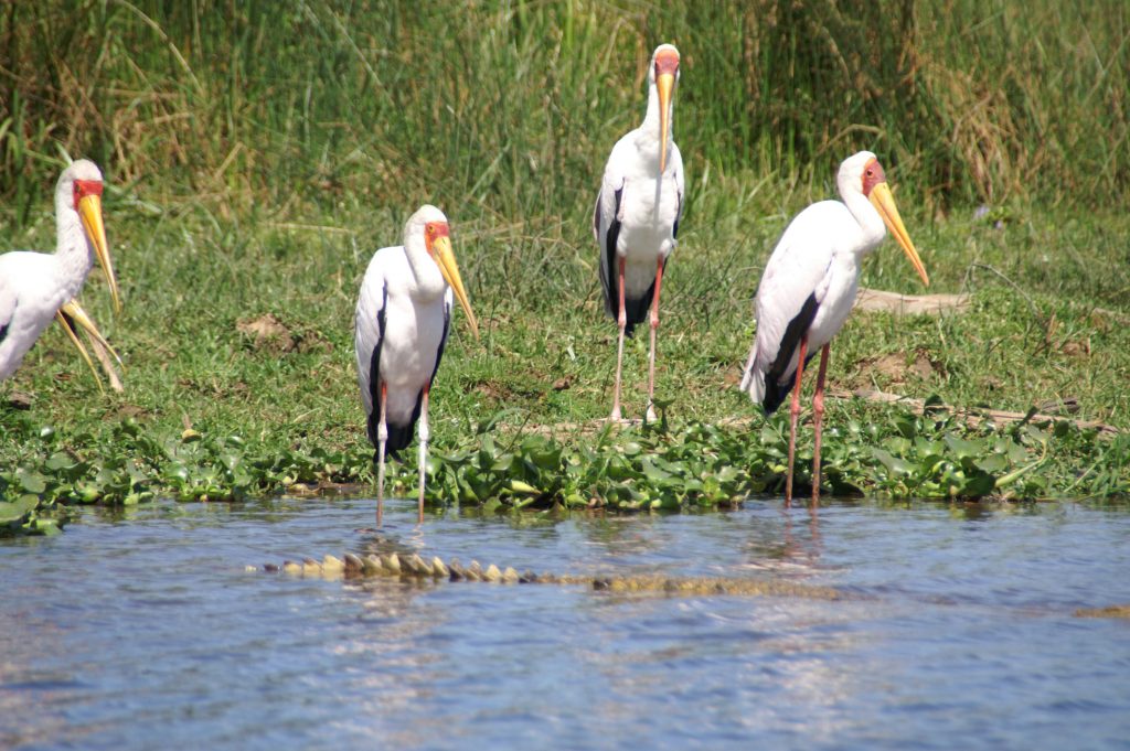 21 days uganda birding safari